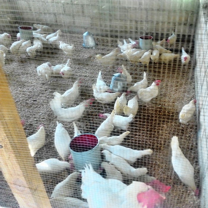 Instalación de un gallinero, en S. Pedro de Macorís